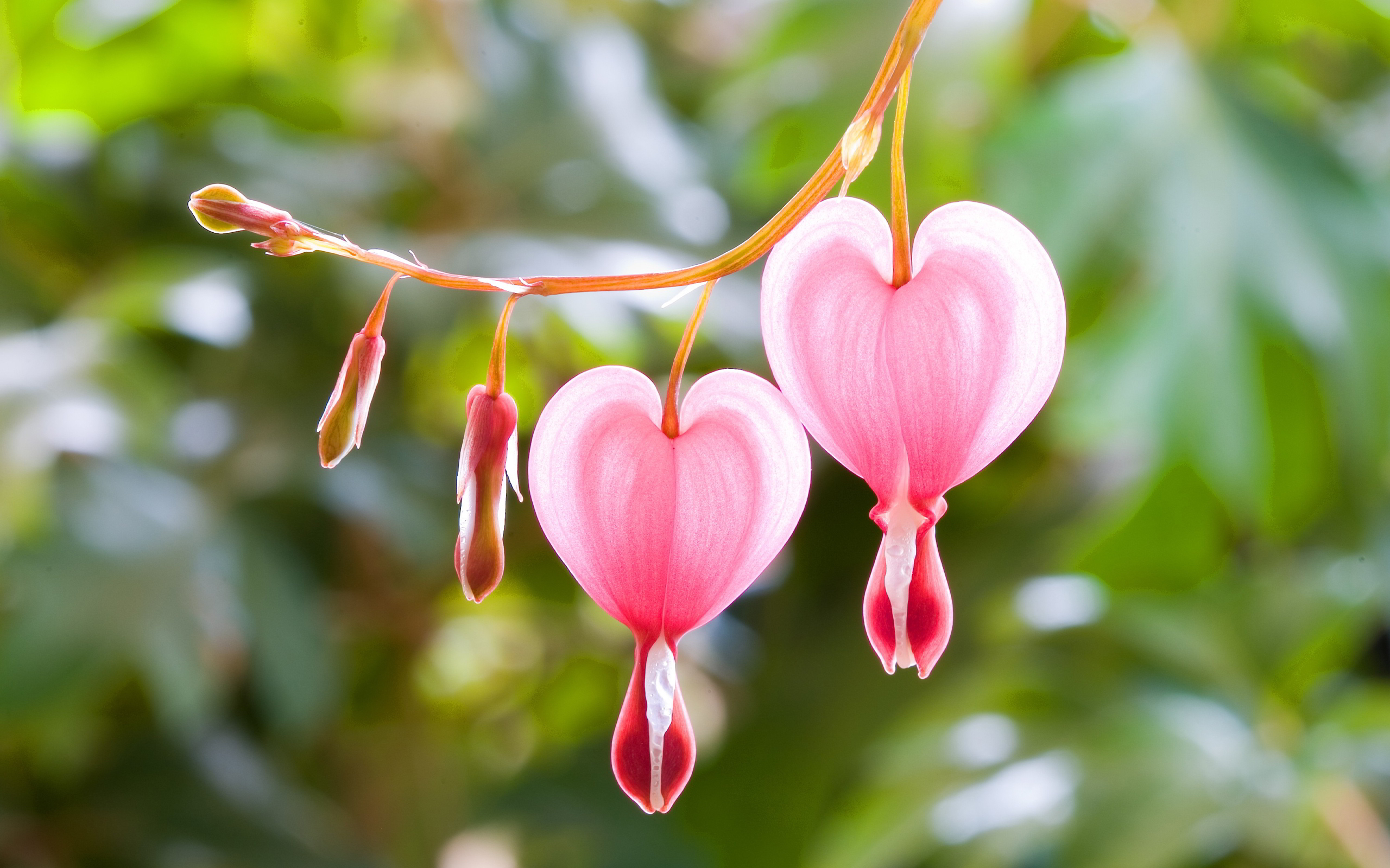  Bleeding heart
